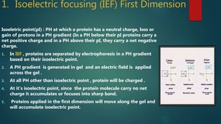 1. Isoelectric focusing (IEF) First Dimension
Isoeletric point(pI) : PH at which a protein has a neutral charge, loss or
gain of protons in a PH gradient (In a PH below their pI proteins carry a
net positive charge and in a PH above their pI, they carry a net negative
charge.
1. In IEF , proteins are separated by electrophoresis in a PH gradient
based on their isoelectric point.
2. A PH gradient is generated in gel and an electric field is applied
across the gel .
3. At all PH other than isoelectric point , protein will be charged .
4. At it’s isoelectric point, since the protein molecule carry no net
charge it accumulates or focuses into sharp band.
5. Proteins applied in the first dimension will move along the gel and
will accumulate isoelectric point.
 