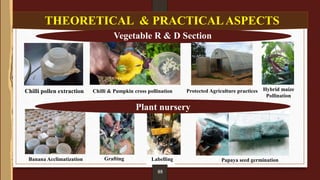 THEORETICAL & PRACTICALASPECTS
08
Vegetable R & D Section
Chilli pollen extraction
Grafting
Chilli & Pumpkin cross pollination
Banana Acclimatization Papaya seed germination
Plant nursery
05
Hybrid maize
Pollination
Labelling
Protected Agriculture practices
 