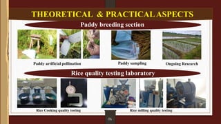 THEORETICAL & PRACTICALASPECTS
Paddy breeding section
Rice quality testing laboratory
Paddy artificial pollination Paddy sampling Ongoing Research
Rice Cooking quality testing Rice milling quality testing
06
 