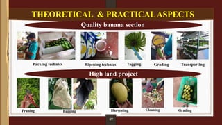 THEORETICAL & PRACTICALASPECTS
08
Quality banana section
High land project
Packing technics Ripening technics Tagging
Pruning
Grading Transporting
Cleaning Grading
Bagging Harvesting
07
 