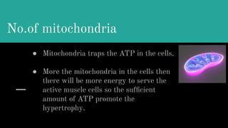 No.of mitochondria
● Mitochondria traps the ATP in the cells.
● More the mitochondria in the cells then
there will be more energy to serve the
active muscle cells so the sufﬁcient
amount of ATP promote the
hypertrophy.
 