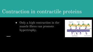 Contraction in contractile proteins
● Only a high contraction in the
muscle ﬁbres can promote
hypertrophy.
 