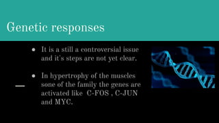 Genetic responses
● It is a still a controversial issue
and it's steps are not yet clear.
● In hypertrophy of the muscles
sone of the family the genes are
activated like C-FOS , C-JUN
and MYC.
 