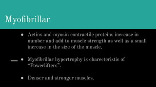 Myoﬁbrillar
● Actins and myosin contractile proteins increase in
number and add to muscle strength as well as a small
increase in the size of the muscle.
● Myoﬁbrillar hypertrophy is charecteristic of
“Powerlifters”.
● Denser and stronger muscles.
 