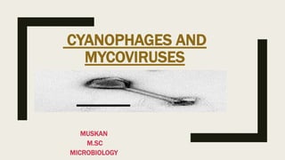 CYANOPHAGES AND
MYCOVIRUSES
MUSKAN
M.SC
MICROBIOLOGY
 
