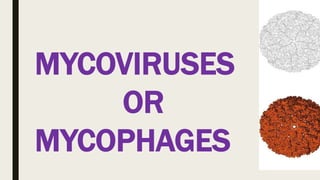 MYCOVIRUSES
OR
MYCOPHAGES
 