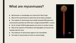What are mycoviruses?
■ Mycoviruses or mycophages are viruses that infect fungi.
■ Most of the mycoviruses are latent but some induce symptom.
■ The majority of mycoviruses have double stranded RNA genomes
and isometric particles but 30% have a single stranded RNA (+ sense).
■ So far at least 5,000 fungal species are known to contain viruses.
■ Most of the species of Penicillium and Aspergillus are found to be
infected with the virus.
■ The existence of mycoviruses appear to be intracellular.
■ The study of mycoviruses is known as mycovirology.
 