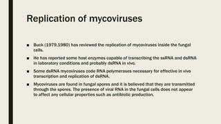 Replication of mycoviruses
■ Buck (1979,1980) has reviewed the replication of mycoviruses inside the fungal
cells.
■ He has reported some host enzymes capable of transcribing the ssRNA and dsRNA
in laboratory conditions and probably dsRNA in vivo.
■ Some dsRNA mycoviruses code RNA polymerases necessary for effective in vivo
transcription and replication of dsRNA.
■ Mycoviruses are found in fungal spores and it is believed that they are transmitted
through the spores. The presence of viral RNA in the fungal cells does not appear
to affect any cellular properties such as antibiotic production.
 