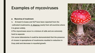 Examples of mycoviruses
■ Mycovirus of mushroom
1. At least 6 viruses and VLP have been reported from the
cultivated mushrooms, A. bisporus nearly from all countries where
it is grown widely.
2.The mycoviruses occur in a mixture of cells and are extremely
hard to separate
3.In some laboratories it could be demonstrated that the presence
of viruses in sporophores of mushrooms resulted in reduction in
Crop yield and decrease in mycelial growth.
 