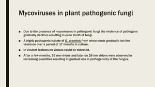 Mycoviruses in plant pathogenic fungi
■ Due to the presence of mycoviruses in pathogenic fungi the virulence of pathogens
gradually declines resulting in even death of fungi.
■ A highly pathogenic isolate of G. graminis from wheat roots gradually lost the
virulence over a period of 17 months in culture.
■ In virulent isolates no viruses could be detected.
■ After a few months, 35 nm virions and later on 26 nm virions were observed in
increasing quantities resulting in gradual loss in pathogenicity of the fungus.
 