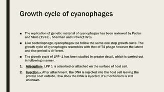 Growth cycle of cyanophages
■ The replication of genetic material of cyanophages has been reviewed by Padan
and Shilo (1973) , Sherman and Brown(1978).
■ Like bacteriophage, cyanophages too follow the same one step growth curve. The
growth cycle of cyanophages resembles with that of T4 phage however the latent
and rise period is different.
■ The growth cycle of LPP -1 has been studied in greater detail, which is carried out
in following manner.
1. Adsorption- LPP 1 is adsorbed or attached on the surface of host cell.
2. Injection – After attachment, the DNA is injected into the host cell leaving the
protein coat outside. How does the DNA is injected, it’s mechanism is still
unknown.
 