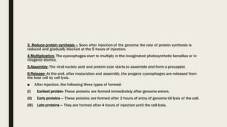 3. Reduce protein synthesis – Soon after injection of the genome the rate of protein synthesis is
reduced and gradually blocked at the 5 hours of injection.
4.Multiplication- The cyanophages start to multiply in the invaginated photosynthetic lamellae or in
virogenic storma.
5.Assembly- The viral nucleic acid and protein coat starts to assemble and form a procapsid.
6.Release- At the end, after maturation and assembly, the progeny cyanophages are released from
the host cell by cell lysis.
■ After injection, the following three types of formed:
(I) Earliest protein- These proteins are formed immediately after genome enters.
(II) Early proteins – These proteins are formed after 2 hours of entry of genome till lysis of the cell.
(III) Late proteins – They are formed after 4 hours of injection until the cell lysis.
 