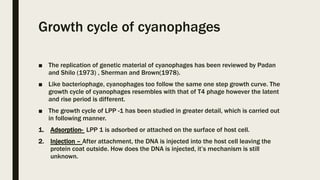 Growth cycle of cyanophages
■ The replication of genetic material of cyanophages has been reviewed by Padan
and Shilo (197...