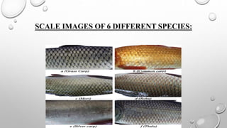 SCALE IMAGES OF 6 DIFFERENT SPECIES:
 