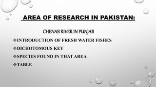 AREA OF RESEARCH IN PAKISTAN:
CHENABRIVER IN PUNJAB
INTRODUCTION OF FRESH WATER FISHES
DICHOTOMOUS KEY
SPECIES FOUND IN THAT AREA
TABLE
 