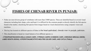 FISHES OF CHENAB RIVER IN PUNJAB:
• Fishes are most diverse group of vertebrates with more than 33000 species. These are identified based on several visual
characters including their shape, color and head. It is difficult for the common people to directly identify the fish species
found in the market, classifying fish species from images based on visual characteristics using computer vision and
machines.
• This key has located six different species of fishes in the head qadirabad, chenab river in punjab, pakistan.
• This classification is based on visual features of six different species i.e
CTENOPHARYNGODON IDELLA (GRASS CARP), CYPRINUS CARPIO (COMMON CARP), CIRRHINUS MRIGALA (MORI),
LABEO ROHITA (ROHU), HYPOPHTHALMICHTHYS MOLITRIX (SILVER CARP), AND CATLA (THALA).
 