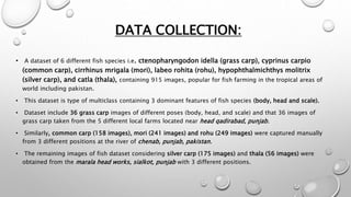 DATA COLLECTION:
• A dataset of 6 different fish species i.e. ctenopharyngodon idella (grass carp), cyprinus carpio
(common carp), cirrhinus mrigala (mori), labeo rohita (rohu), hypophthalmichthys molitrix
(silver carp), and catla (thala), containing 915 images, popular for fish farming in the tropical areas of
world including pakistan.
• This dataset is type of multiclass containing 3 dominant features of fish species (body, head and scale).
• Dataset include 36 grass carp images of different poses (body, head, and scale) and that 36 images of
grass carp taken from the 5 different local farms located near head qadirabad, punjab.
• Similarly, common carp (158 images), mori (241 images) and rohu (249 images) were captured manually
from 3 different positions at the river of chenab, punjab, pakistan.
• The remaining images of fish dataset considering silver carp (175 images) and thala (56 images) were
obtained from the marala head works, sialkot, punjab with 3 different positions.
 