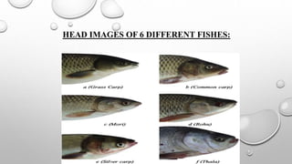 HEAD IMAGES OF 6 DIFFERENT FISHES:
 