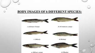 BODY IMAGES OF 6 DIFFERENT SPECIES:
 