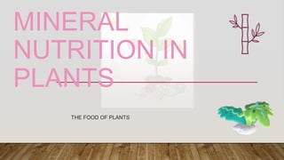 MINERAL
NUTRITION IN
PLANTS
THE FOOD OF PLANTS
 