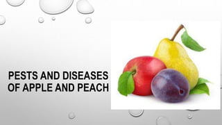 PESTS AND DISEASES
OF APPLE AND PEACH
 