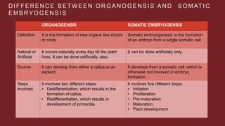 D I F F E R E N C E B E T W E E N O R G A N O G E N S I S A N D S O M AT I C
E M B RY O G E N S I S
ORGANOGENSIS SOMATIC EMBRYOGENSIS
Definition It is the formation of new organs like shoots
or roots.
Somatic embryogenesis is the formation
of an embryo from a single somatic cell
Natural or
Artificial
It occurs naturally every day till the plant
lives. It can be done artificially, also.
It can be done artificially only.
Source It can develop from either a callus or an
explant.
It develops from a somatic cell, which is
otherwise not involved in embryo
formation.
Steps
involved
It involves two different steps:
• Dedifferentiation, which results in the
formation of callus.
• Redifferentiation, which results in
development of primordia.
It involves five different steps:
• Initiation
• Proliferation
• Pre-maturation
• Maturation
• Plant development