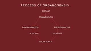 PROCESS OF ORGANOGENSIS
EXPLANT
ORGANOGENSIS
SHOOT FORMATION ROOT FORMATION
ROOTING SHOOTING
WHOLE PLANTS