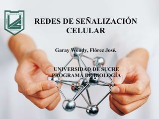 Garay Wendy, Flórez José.
UNIVERSIDAD DE SUCRE
PROGRAMA DE BIOLOGÍA
REDES DE SEÑALIZACIÓN
CELULAR
 