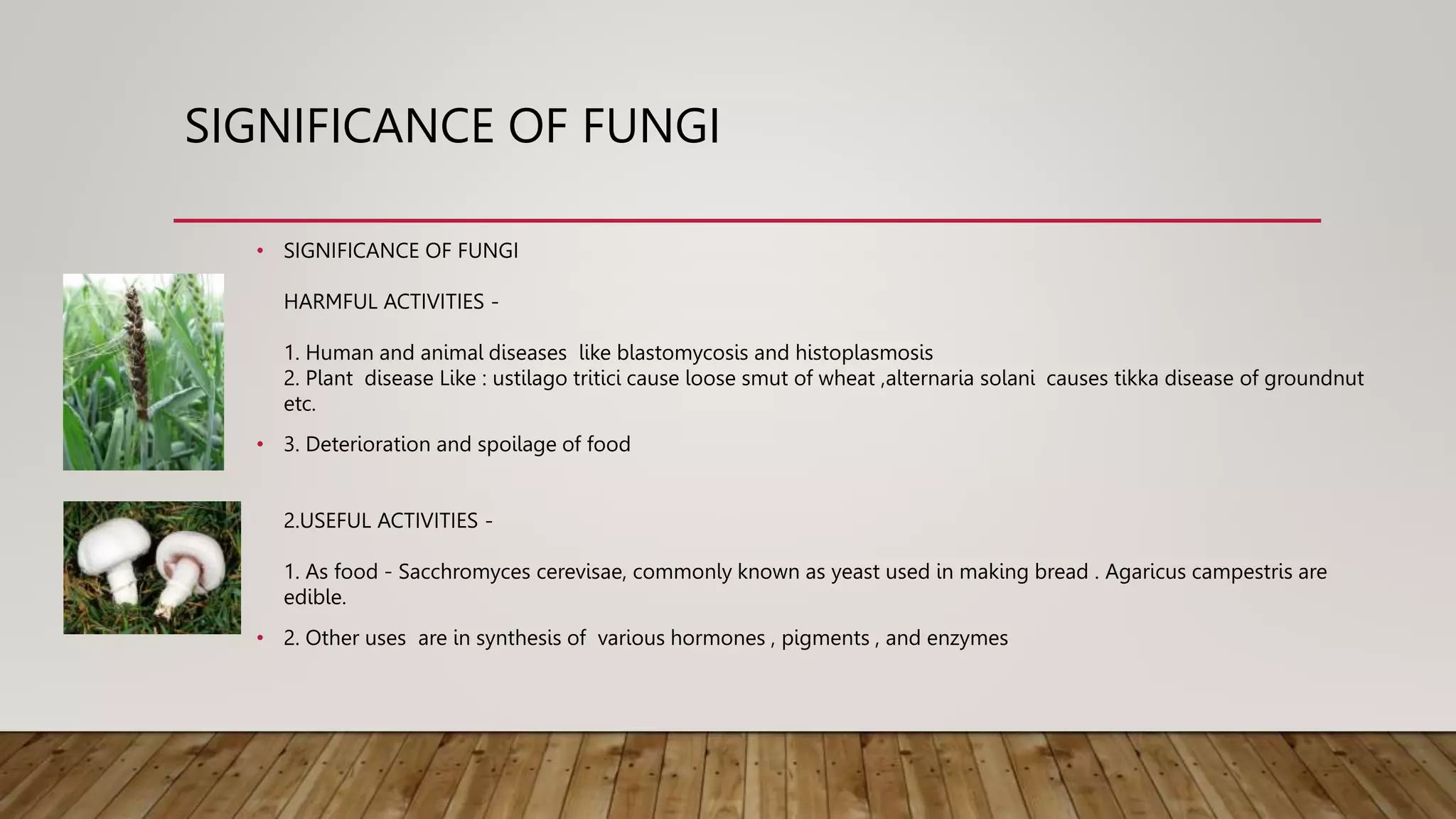 SIGNIFICANCE OF FUNGI
• SIGNIFICANCE OF FUNGI
HARMFUL ACTIVITIES -
1. Human and animal diseases like blastomycosis and histoplasmosis
2. Plant disease Like : ustilago tritici cause loose smut of wheat ,alternaria solani causes tikka disease of groundnut
etc.
• 3. Deterioration and spoilage of food
2.USEFUL ACTIVITIES -
1. As food - Sacchromyces cerevisae, commonly known as yeast used in making bread . Agaricus campestris are
edible.
• 2. Other uses are in synthesis of various hormones , pigments , and enzymes
 