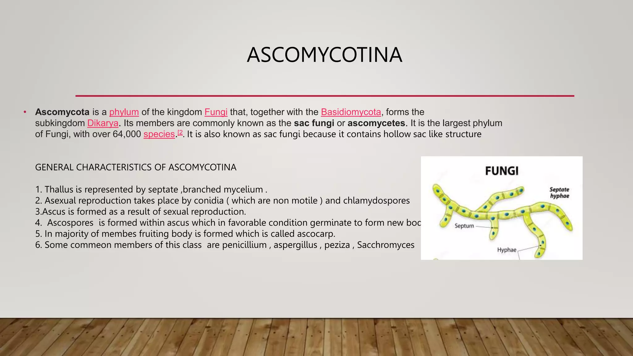 ASCOMYCOTINA
• Ascomycota is a phylum of the kingdom Fungi that, together with the Basidiomycota, forms the
subkingdom Dikarya. Its members are commonly known as the sac fungi or ascomycetes. It is the largest phylum
of Fungi, with over 64,000 species.[2. It is also known as sac fungi because it contains hollow sac like structure
GENERAL CHARACTERISTICS OF ASCOMYCOTINA
1. Thallus is represented by septate ,branched mycelium .
2. Asexual reproduction takes place by conidia ( which are non motile ) and chlamydospores
3.Ascus is formed as a result of sexual reproduction.
4. Ascospores is formed within ascus which in favorable condition germinate to form new body.
5. In majority of membes fruiting body is formed which is called ascocarp.
6. Some commeon members of this class are penicillium , aspergillus , peziza , Sacchromyces
 
