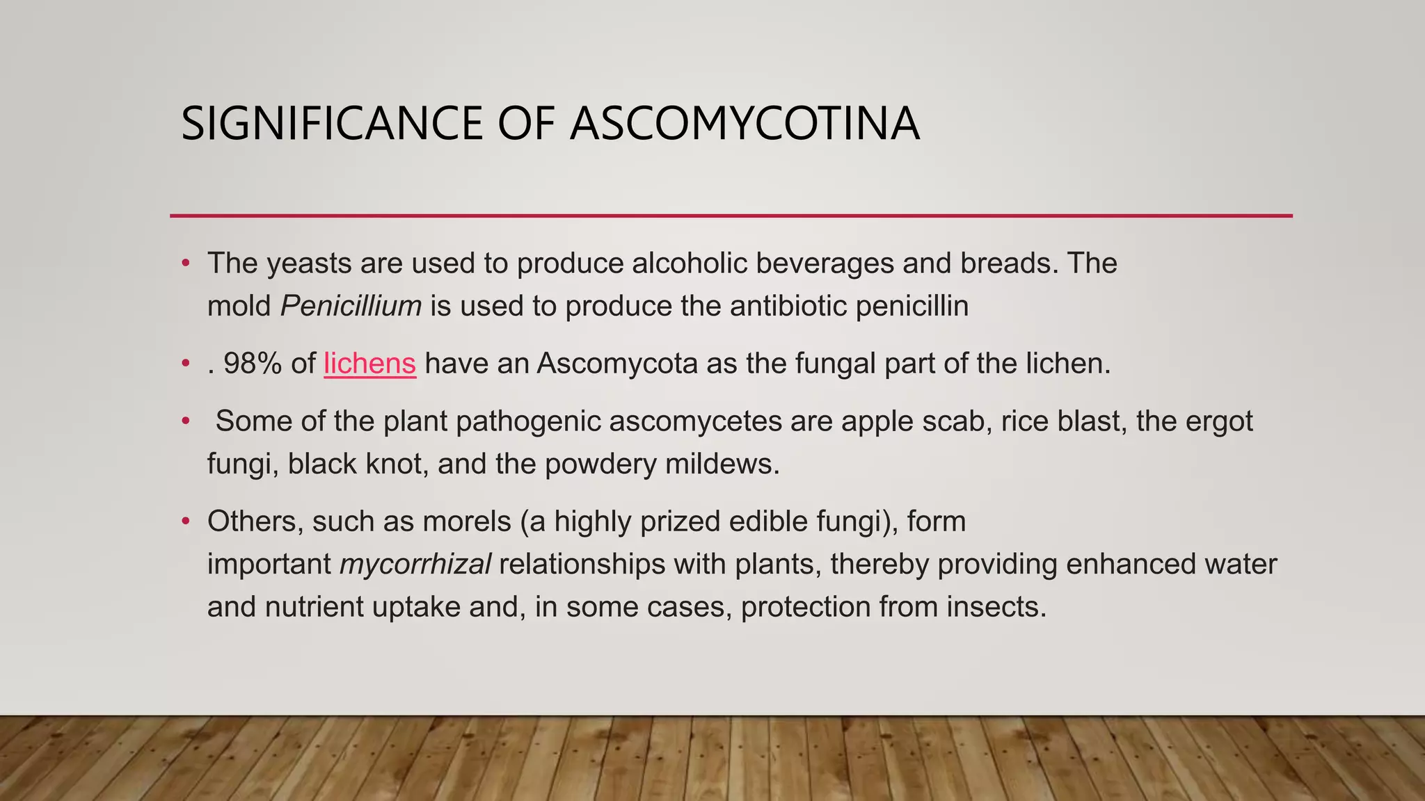 SIGNIFICANCE OF ASCOMYCOTINA
• The yeasts are used to produce alcoholic beverages and breads. The
mold Penicillium is used to produce the antibiotic penicillin
• . 98% of lichens have an Ascomycota as the fungal part of the lichen.
• Some of the plant pathogenic ascomycetes are apple scab, rice blast, the ergot
fungi, black knot, and the powdery mildews.
• Others, such as morels (a highly prized edible fungi), form
important mycorrhizal relationships with plants, thereby providing enhanced water
and nutrient uptake and, in some cases, protection from insects.
 