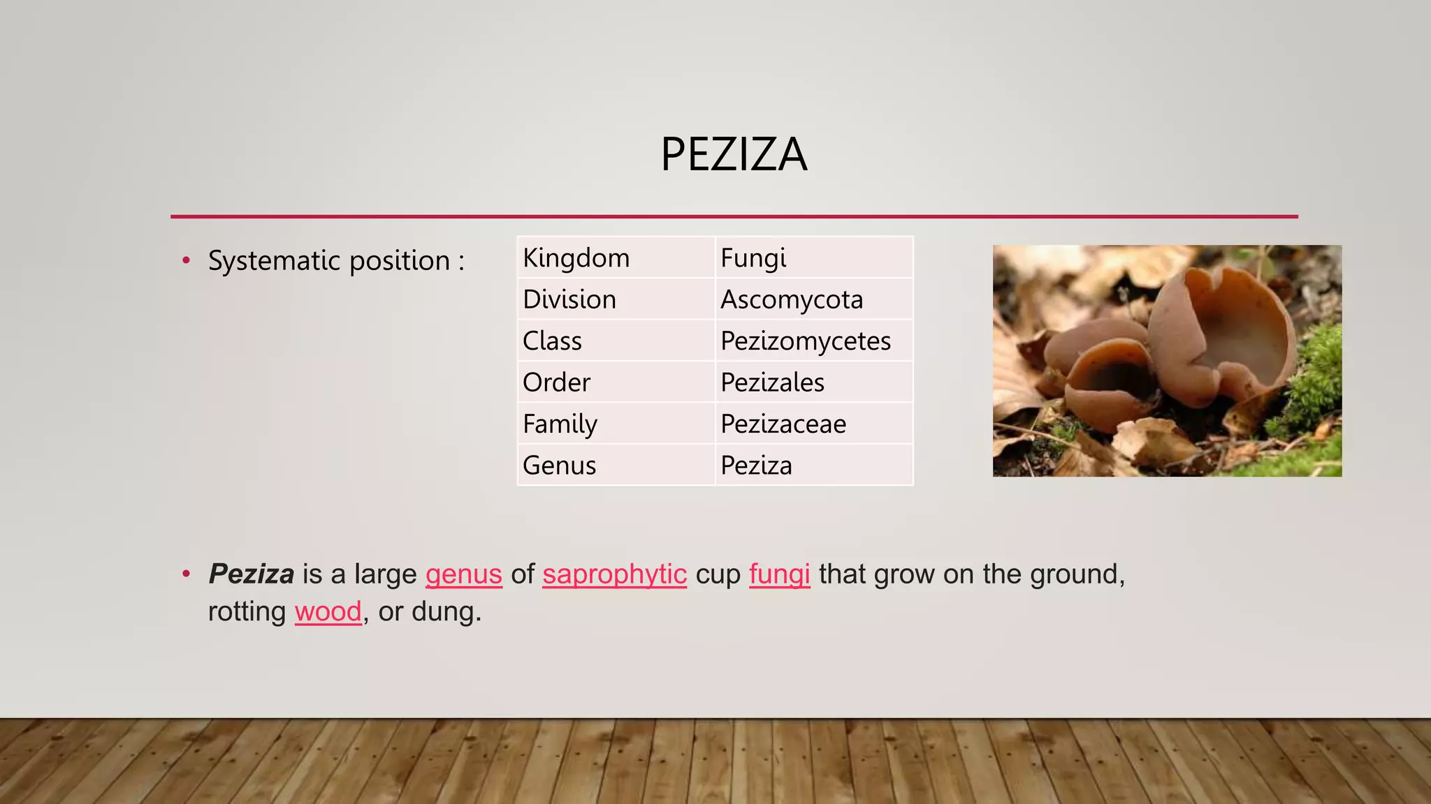 PEZIZA
• Systematic position :
• Peziza is a large genus of saprophytic cup fungi that grow on the ground,
rotting wood, or dung.
Kingdom Fungi
Division Ascomycota
Class Pezizomycetes
Order Pezizales
Family Pezizaceae
Genus Peziza
 