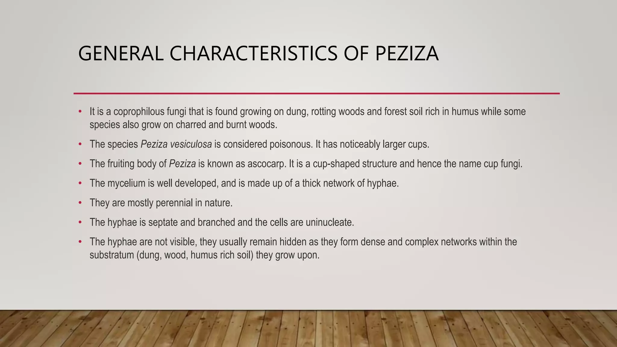 GENERAL CHARACTERISTICS OF PEZIZA
• It is a coprophilous fungi that is found growing on dung, rotting woods and forest soil rich in humus while some
species also grow on charred and burnt woods.
• The species Peziza vesiculosa is considered poisonous. It has noticeably larger cups.
• The fruiting body of Peziza is known as ascocarp. It is a cup-shaped structure and hence the name cup fungi.
• The mycelium is well developed, and is made up of a thick network of hyphae.
• They are mostly perennial in nature.
• The hyphae is septate and branched and the cells are uninucleate.
• The hyphae are not visible, they usually remain hidden as they form dense and complex networks within the
substratum (dung, wood, humus rich soil) they grow upon.
 