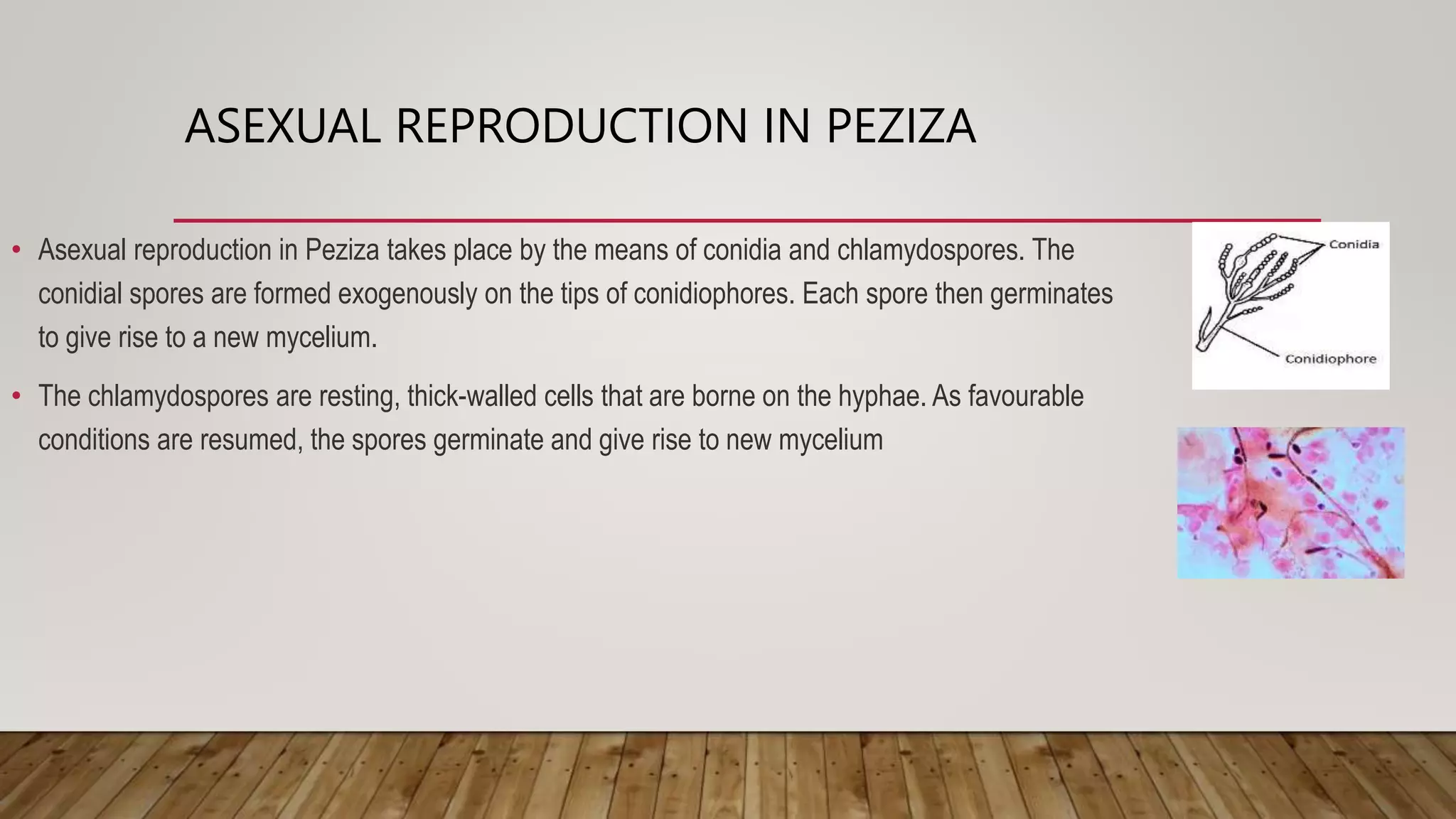 ASEXUAL REPRODUCTION IN PEZIZA
• Asexual reproduction in Peziza takes place by the means of conidia and chlamydospores. The
conidial spores are formed exogenously on the tips of conidiophores. Each spore then germinates
to give rise to a new mycelium.
• The chlamydospores are resting, thick-walled cells that are borne on the hyphae. As favourable
conditions are resumed, the spores germinate and give rise to new mycelium
 