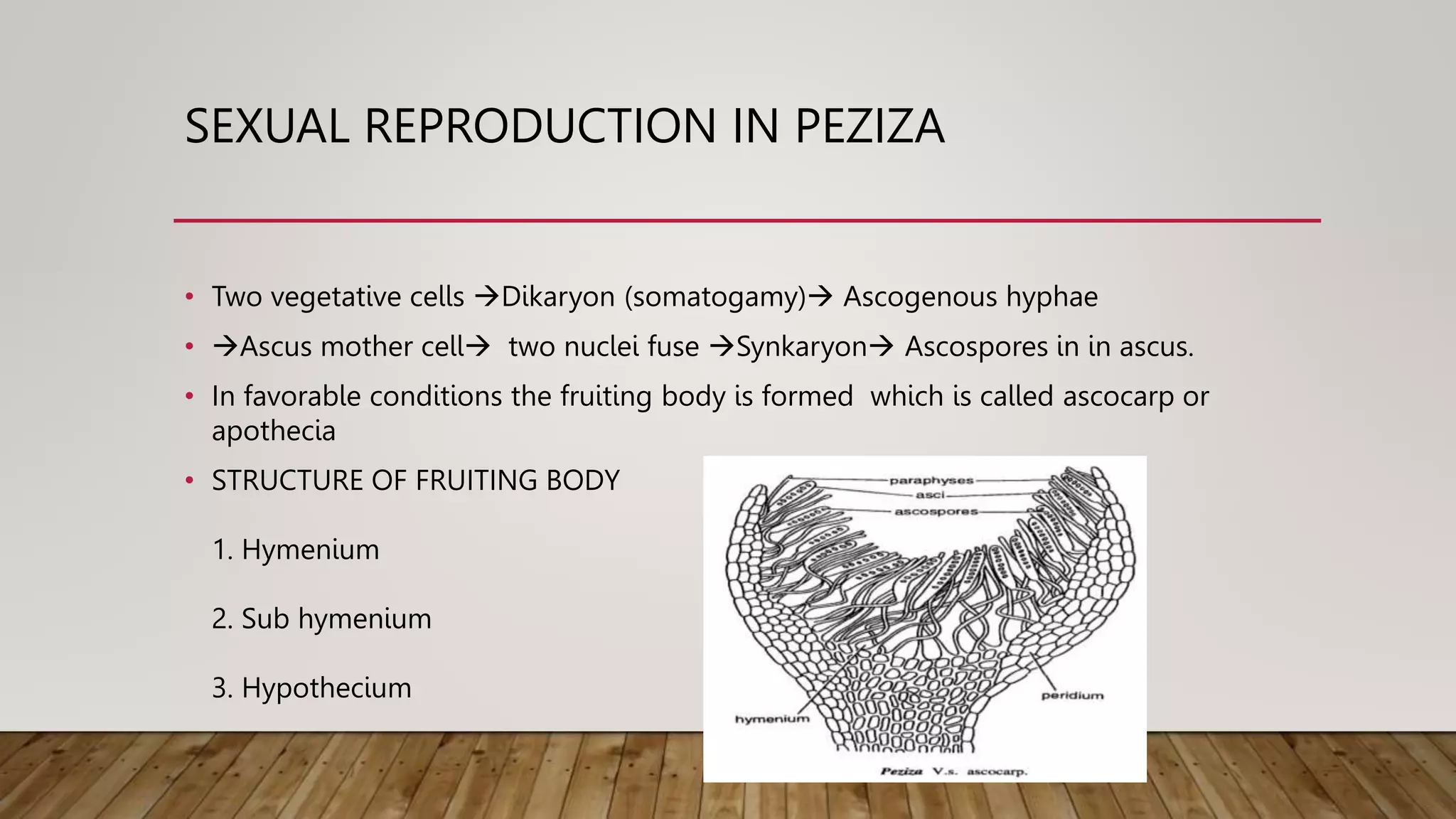 SEXUAL REPRODUCTION IN PEZIZA
• Two vegetative cells Dikaryon (somatogamy) Ascogenous hyphae
• Ascus mother cell two nuclei fuse Synkaryon Ascospores in in ascus.
• In favorable conditions the fruiting body is formed which is called ascocarp or
apothecia
• STRUCTURE OF FRUITING BODY
1. Hymenium
2. Sub hymenium
3. Hypothecium
 