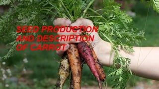 SEED PRODUCTION
AND DESCRIPTION
OF CARROT
 