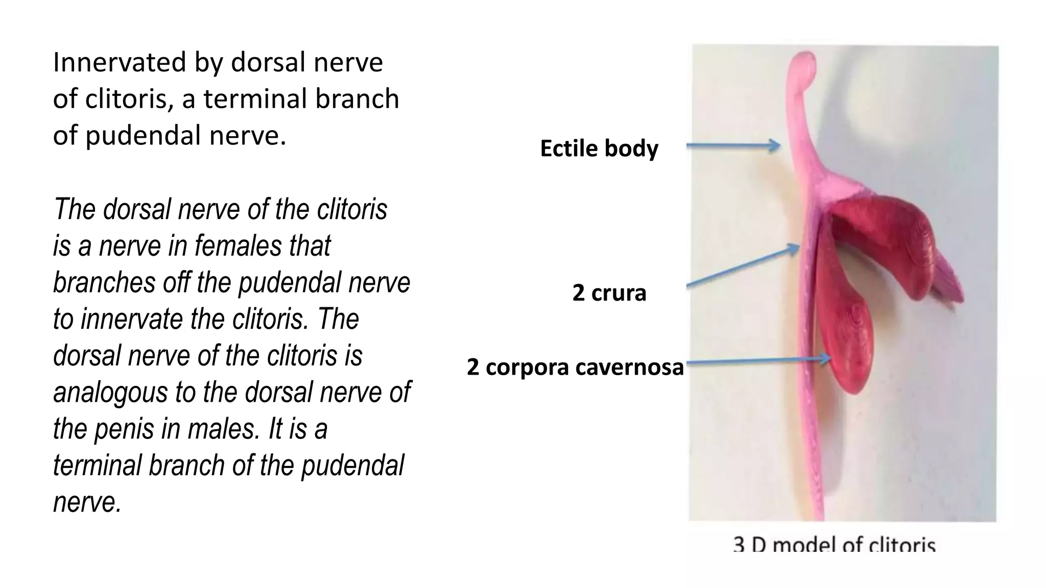 Nerve supply to female genital organs | PPTX