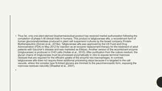• Thus far, only one plant-derived biopharmaceutical product has received market authorization following the
completion of phase I–III clinical trials in humans. This product is taliglucerase alfa, a recombinant form of
human glucocerebrosidase produced in plant cell suspension cultures by the Israeli company Protalix
Biotherapeutics (Zimran et al., 2018a). Taliglucerase alfa was approved by the US Food and Drug
Administration (FDA) in May 2012 for injection as an enzyme replacement therapy for the treatment of adult
patients with Gaucher’s disease and was marketed as Elelyso. Another version of the recombinant enzyme
(imiglucerase) is produced in CHO cells (Hollak et al., 2010). After purification from the culture medium, the
glycan chains of imiglucerase must be processed enzymatically in vitro to expose terminal mannose
residues that are required for the efficient uptake of the enzyme into macrophages. In contrast,
taliglucerase alfa does not require these additional processing steps because it is targeted to the cell
vacuole, where the complex type N-linked glycans are trimmed to the paucimannosidic form, exposing the
mannose residues naturally (Shaaltiel et al., 2007).
•
 