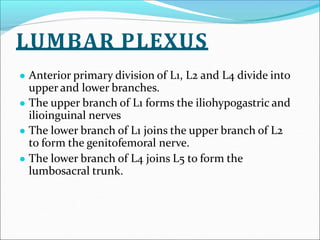 Lumbo Sacral Plexus Presentation.pptx