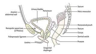 Urinary bladder with clinical relevance | PPTX