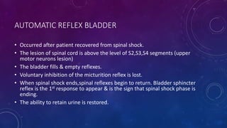 Reflex Bladder Urinary bladder with clinical relevance | PPTX