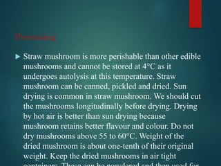 Processing
 Straw mushroom is more perishable than other edible
mushrooms and cannot be stored at 4°C as it
undergoes autolysis at this temperature. Straw
mushroom can be canned, pickled and dried. Sun
drying is common in straw mushroom. We should cut
the mushrooms longitudinally before drying. Drying
by hot air is better than sun drying because
mushroom retains better flavour and colour. Do not
dry mushrooms above 55 to 60°C. Weight of the
dried mushroom is about one-tenth of their original
weight. Keep the dried mushrooms in air tight
 