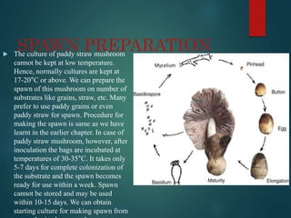 SPAWN PREPARATION
 The culture of paddy straw mushroom
cannot be kept at low temperature.
Hence, normally cultures are kept at
17-20°C or above. We can prepare the
spawn of this mushroom on number of
substrates like grains, straw, etc. Many
prefer to use paddy grains or even
paddy straw for spawn. Procedure for
making the spawn is same as we have
learnt in the earlier chapter. In case of
paddy straw mushroom, however, after
inoculation the bags are incubated at
temperatures of 30-35°C. It takes only
5-7 days for complete colonization of
the substrate and the spawn becomes
ready for use within a week. Spawn
cannot be stored and may be used
within 10-15 days. We can obtain
starting culture for making spawn from
 