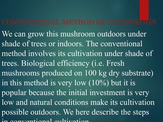 CONVENTIONAL METHOD OF CULTIVATION
We can grow this mushroom outdoors under
shade of trees or indoors. The conventional
method involves its cultivation under shade of
trees. Biological efficiency (i.e. Fresh
mushrooms produced on 100 kg dry substrate)
in this method is very low (10%) but it is
popular because the initial investment is very
low and natural conditions make its cultivation
possible outdoors. We here describe the steps
 