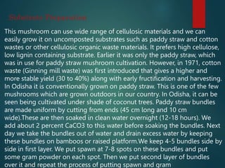Substrate Preparation
This mushroom can use wide range of cellulosic materials and we can
easily grow it on uncomposted substrates such as paddy straw and cotton
wastes or other cellulosic organic waste materials. It prefers high cellulose,
low lignin containing substrate. Earlier it was only the paddy straw, which
was in use for paddy straw mushroom cultivation. However, in 1971, cotton
waste (Ginning mill waste) was first introduced that gives a higher and
more stable yield (30 to 40%) along with early fructification and harvesting.
In Odisha it is conventionally grown on paddy straw. This is one of the few
mushrooms which are grown outdoors in our country. In Odisha, it can be
seen being cultivated under shade of coconut trees. Paddy straw bundles
are made uniform by cutting from ends (45 cm long and 10 cm
wide).These are then soaked in clean water overnight (12-18 hours). We
add about 2 percent CaCO3 to this water before soaking the bundles. Next
day we take the bundles out of water and drain excess water by keeping
these bundles on bamboos or raised platform.We keep 4-5 bundles side by
side in first layer. We put spawn at 7-8 spots on these bundles and put
some gram powder on each spot. Then we put second layer of bundles
over it and repeat the process of putting spawn and gram
 