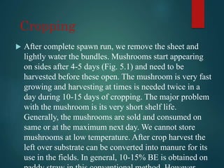 Cropping
 After complete spawn run, we remove the sheet and
lightly water the bundles. Mushrooms start appearing
on sides after 4-5 days (Fig. 5.1) and need to be
harvested before these open. The mushroom is very fast
growing and harvesting at times is needed twice in a
day during 10-15 days of cropping. The major problem
with the mushroom is its very short shelf life.
Generally, the mushrooms are sold and consumed on
same or at the maximum next day. We cannot store
mushrooms at low temperature. After crop harvest the
left over substrate can be converted into manure for its
use in the fields. In general, 10-15% BE is obtained on
 