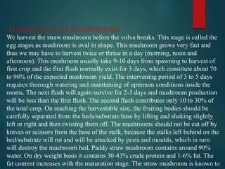 HARVESTING OF MUSHROOMS
We harvest the straw mushroom before the volva breaks. This stage is called the
egg stages as mushroom is oval in shape. This mushroom grows very fast and
thus we may have to harvest twice or thrice in a day (morning, noon and
afternoon). This mushroom usually take 9-10 days from spawning to harvest of
first crop and the first flush normally exist for 3 days, which constitute about 70
to 90% of the expected mushroom yield. The intervening period of 3 to 5 days
requires thorough watering and maintaining of optimum conditions inside the
rooms. The next flush will again survive for 2-3 days and mushroom production
will be less than the first flush. The second flush contributes only 10 to 30% of
the total crop. On reaching the harvestable size, the fruiting bodies should be
carefully separated from the beds/substrate base by lifting and shaking slightly
left or right and then twisting them off. The mushrooms should not be cut off by
knives or scissors from the base of the stalk, because the stalks left behind on the
bed/substrate will rot and will be attacked by pests and moulds, which in turn
will destroy the mushroom bed. Paddy straw mushroom contains around 90%
water. On dry weight basis it contains 30-43% crude protein and 1-6% fat. The
fat content increases with the maturation stage. The straw mushroom is known to
 