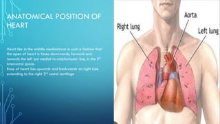 Anatomy of Human Heart along with internal and external features. | PDF