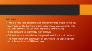 Cell wall
• This is a very rigid structure and provide definite shape to the cell
• Since most of the bacterium lives in hypotonic environment, this
cell wall prevent the cell from expanding and bursting
• It can resistant to extremely high pressure
• Cell wall is very essential for the growth and division of bacteria
• The most important constituent of cell wall is the peptidoglycan
and it is a polymer of NAG and NAM
 