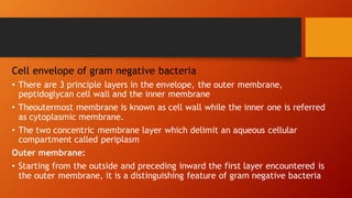 Cell envelope of gram negative bacteria
• There are 3 principle layers in the envelope, the outer membrane,
peptidoglycan cell wall and the inner membrane
• Theoutermost membrane is known as cell wall while the inner one is referred
as cytoplasmic membrane.
• The two concentric membrane layer which delimit an aqueous cellular
compartment called periplasm
Outer membrane:
• Starting from the outside and preceding inward the first layer encountered is
the outer membrane, it is a distinguishing feature of gram negative bacteria
 